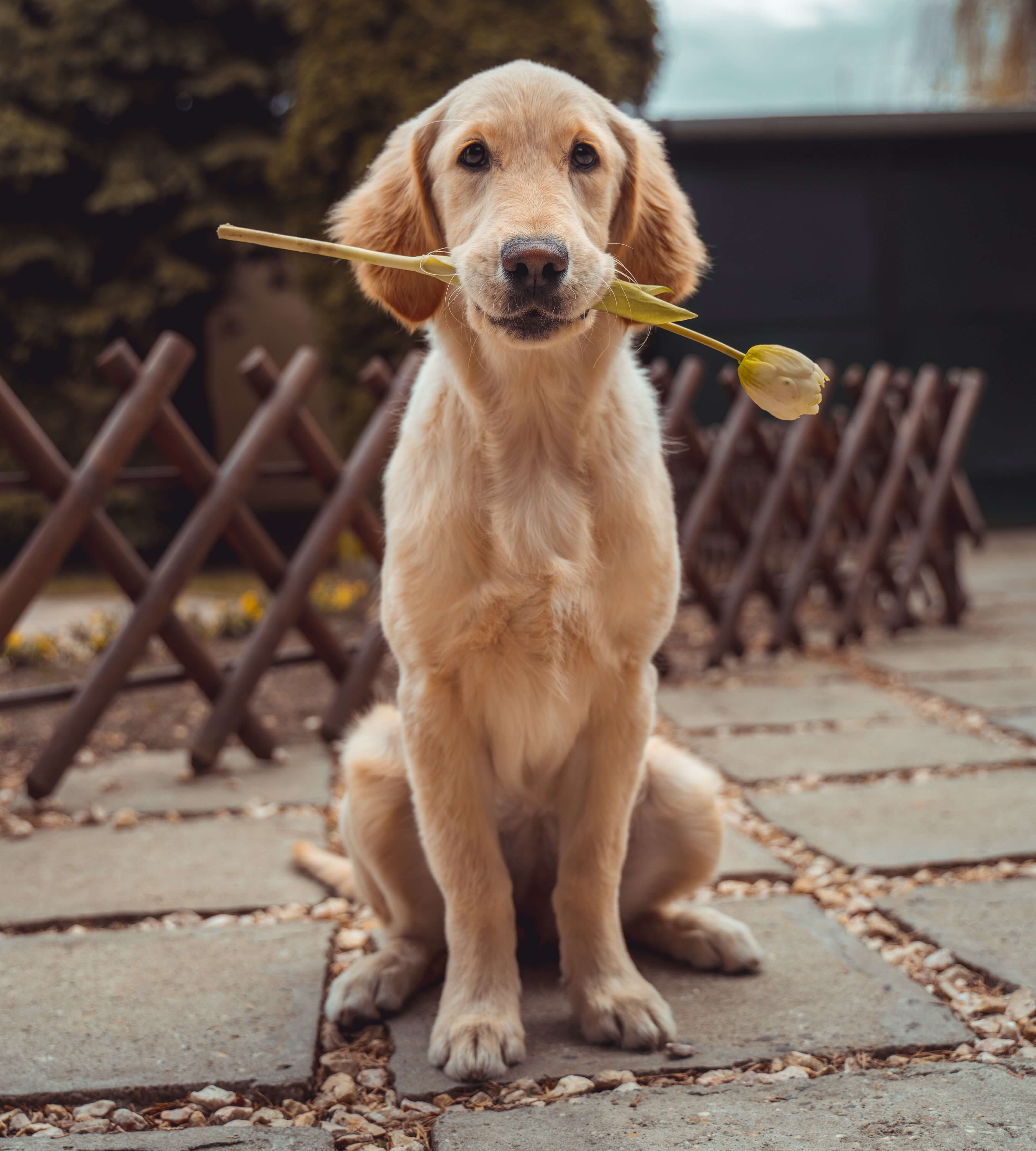 Bark Twain